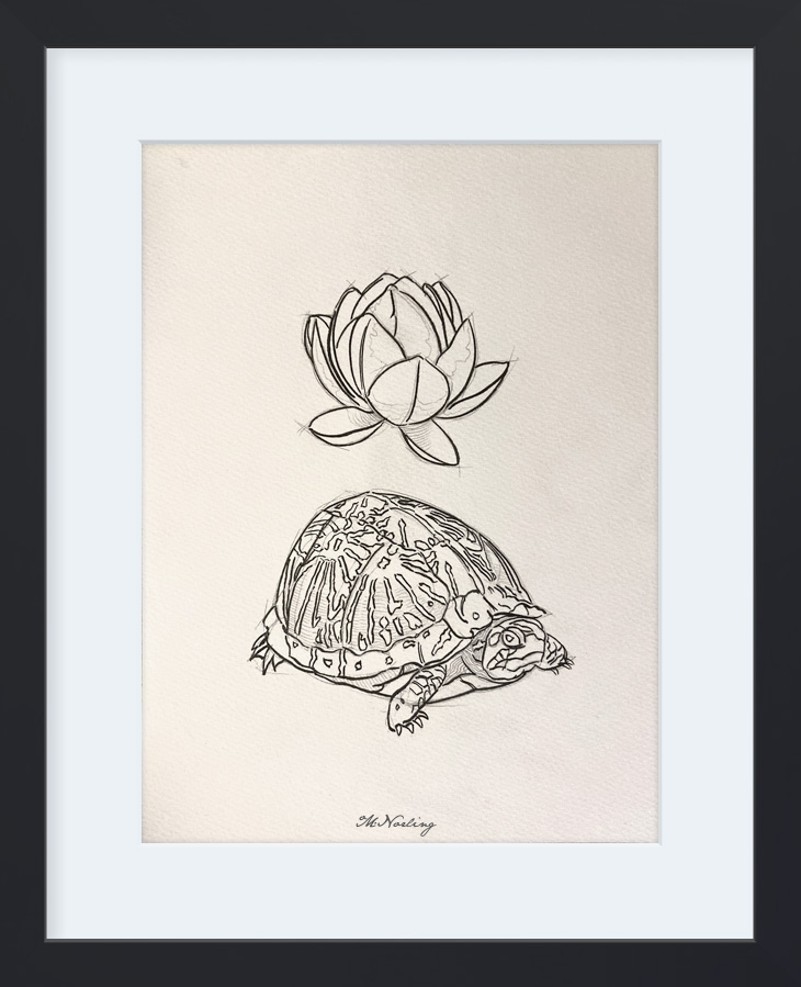 Framed Pencil, Brush & India Ink Drawing : Box Turtle & Lotus Bloom